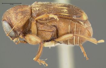 Media type: image;   Entomology 24946 Aspect: habitus lateral view